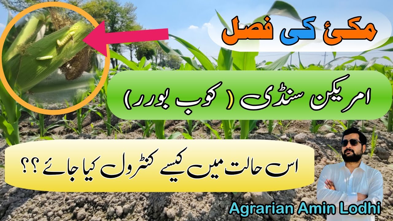 Control of Maize Cob Borer ||  Makai Ki Challi Ki Sundi ka Control || Agrarian Amin Lodhi