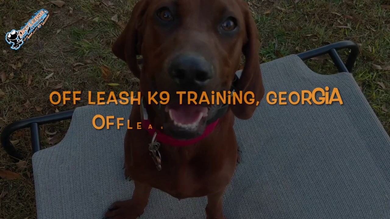 5 Month Old Redbone Coonhound 