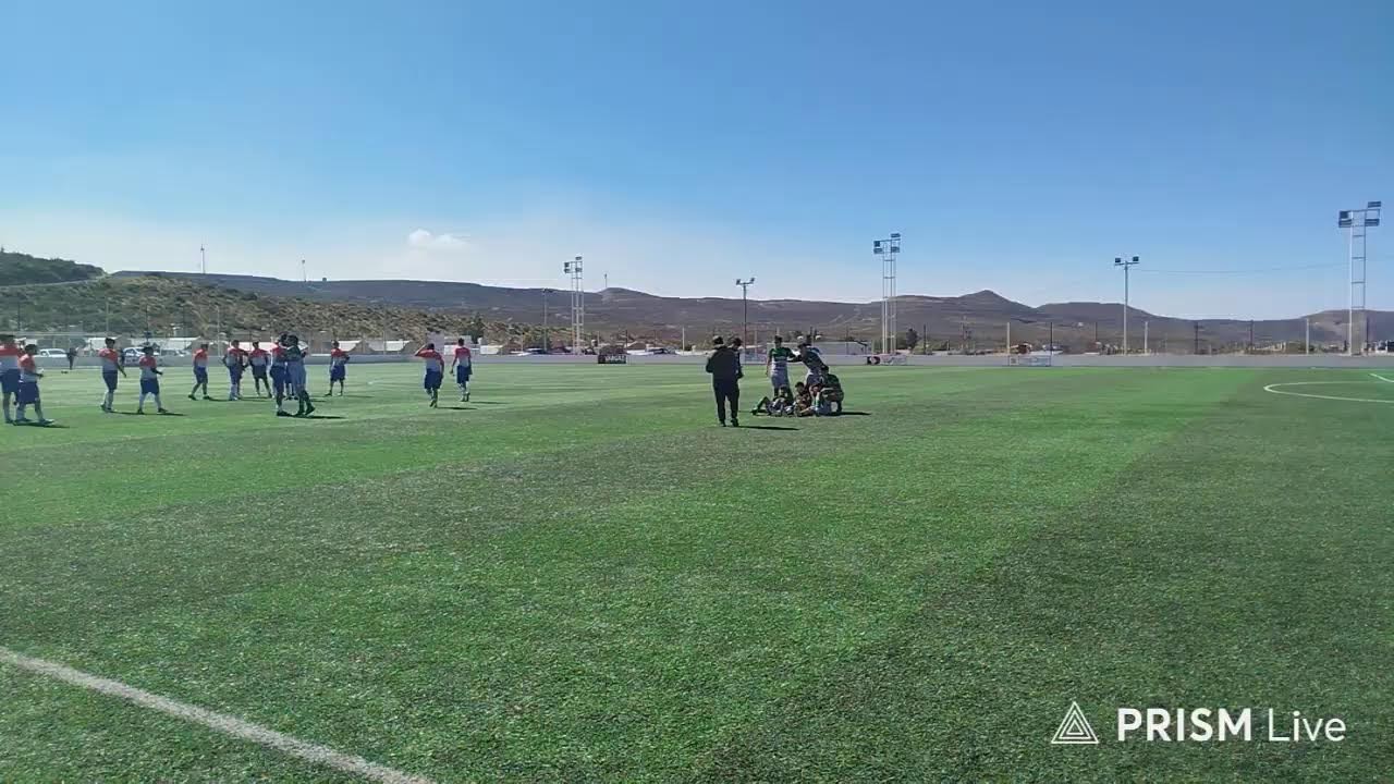 Transmisión en directo de verdolaga