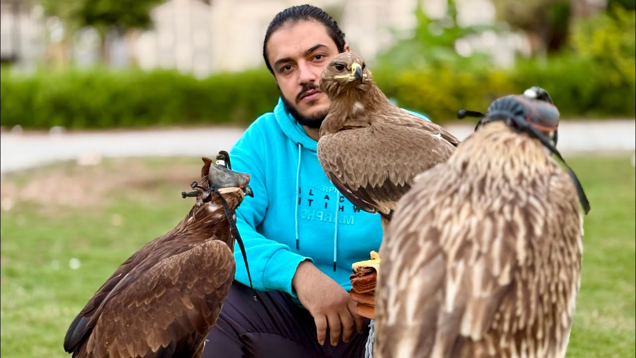 اكبر ثلاث انواع في العالم بتستخدم في الصقاره - eagle
