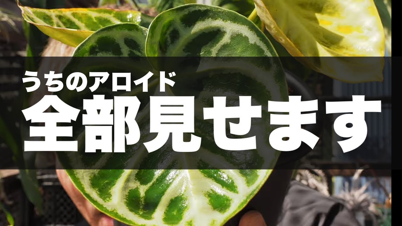 【観葉植物】みんな！うちのアロイドを紹介するよ！【育て方】｜アンスリウム・フィロデンドロン・モンステラ