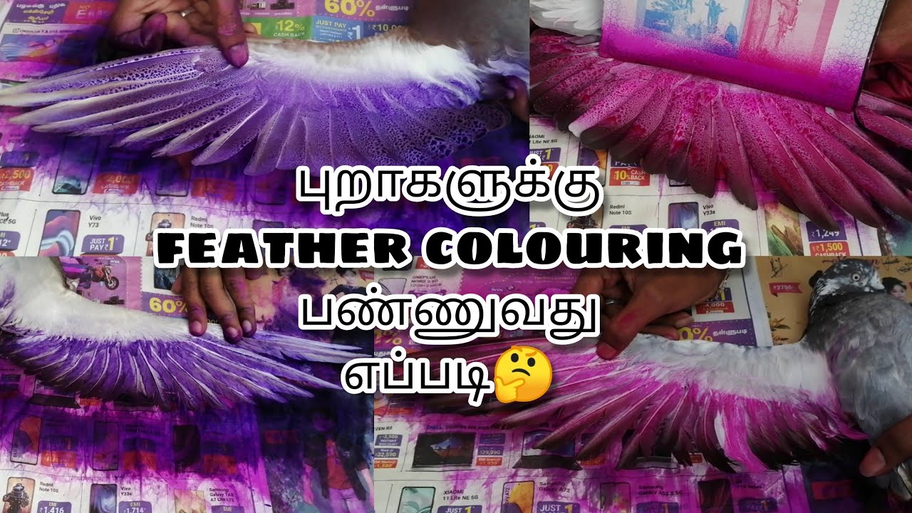 புறாகளுக்கு feathers coloring பண்ணுவது எப்படி🤔 / in tamil💓 / pigeons feathers coloring😍...