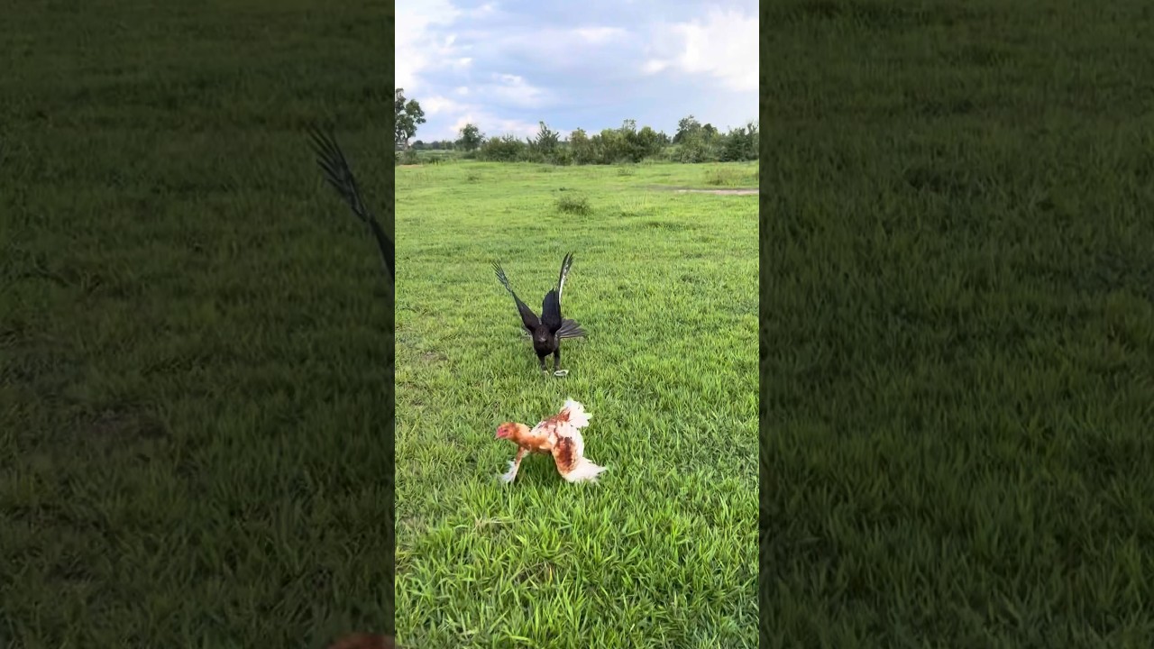 Two Hawk was trying hunt a big roaster for their food 🦅🦅🐓#youtube #youtubeshorts #youtubevideo