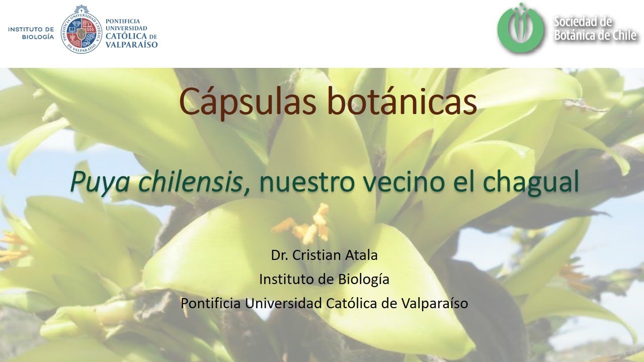 C&aacute;psulas bot&aacute;nicas: Puya chilensis, nuestro vecino el chagual