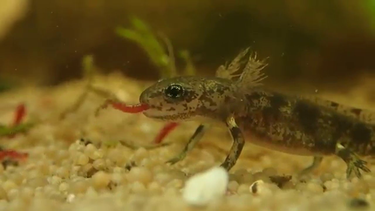 Fire Salamander Larvae  (Salamandra salamandra terrestris) || Feuersalamanderlarven