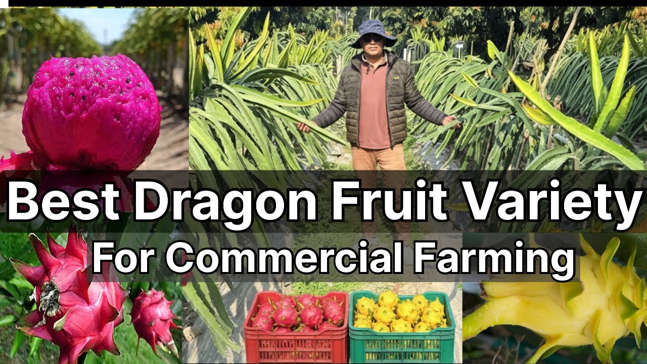 Best Dragon Fruit Variety for Commercial Farming 👨🏻‍🌾 || #dragonfruitfarming #dragonfruit 