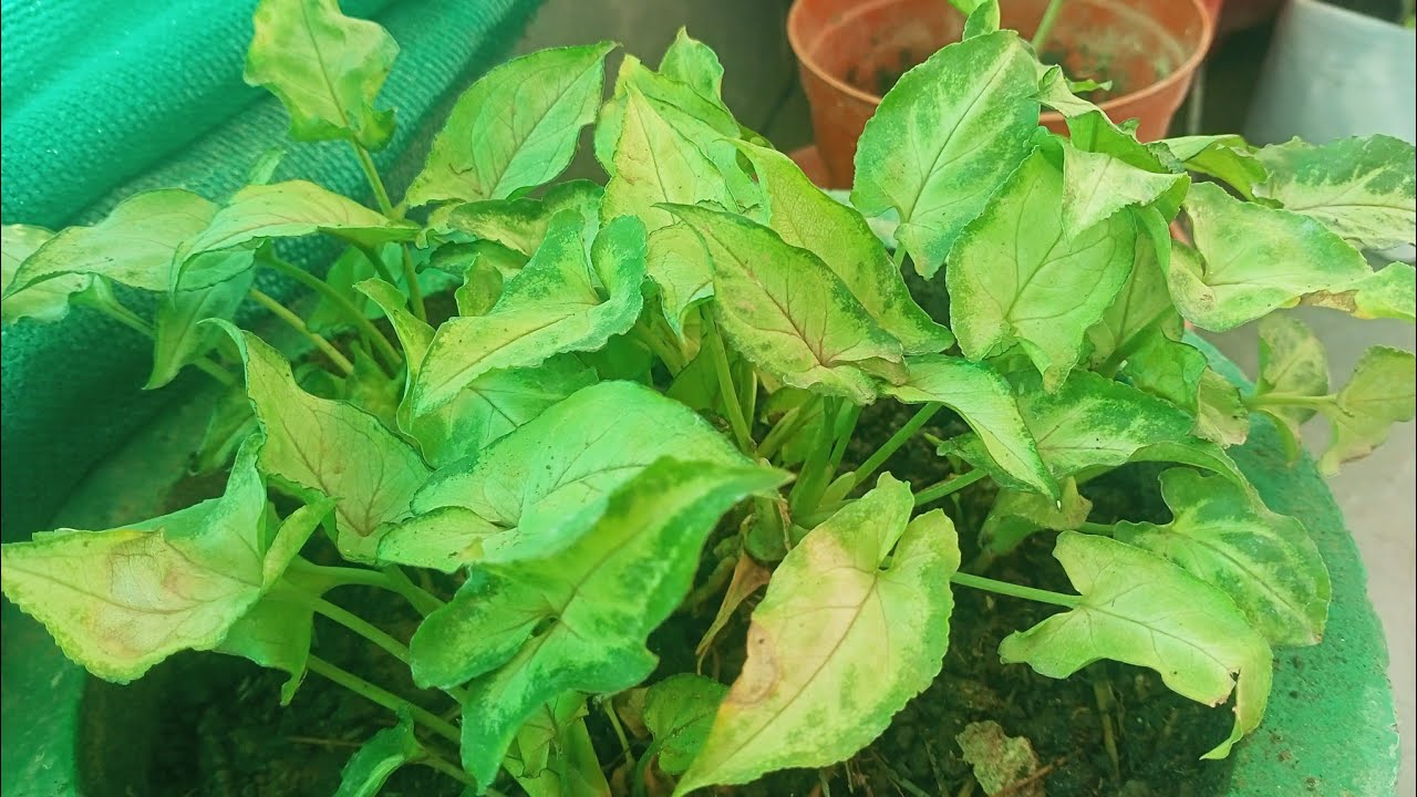 आज हमने सिंगोनियम प्लांट की रिपोटिंग की है! #gardening #plantcare 