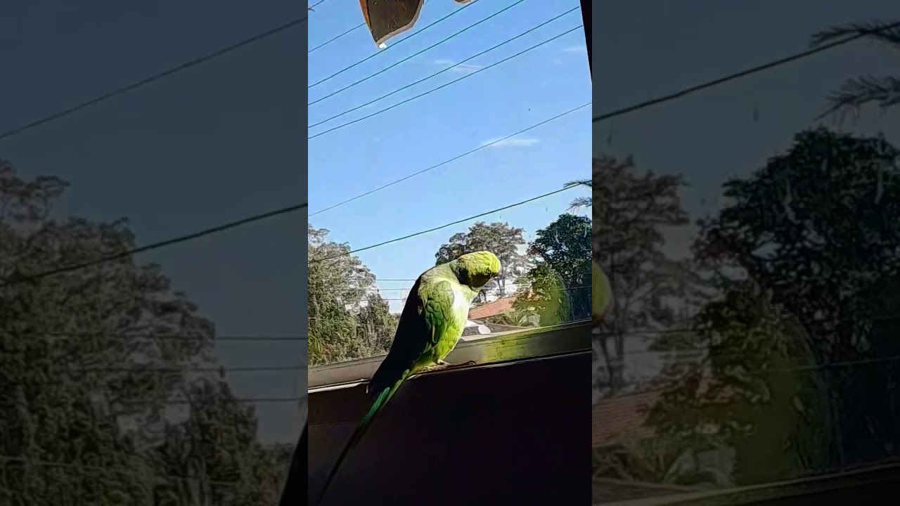 👅 #bird #cuteparrot #greenparrot #parrot #birdmum