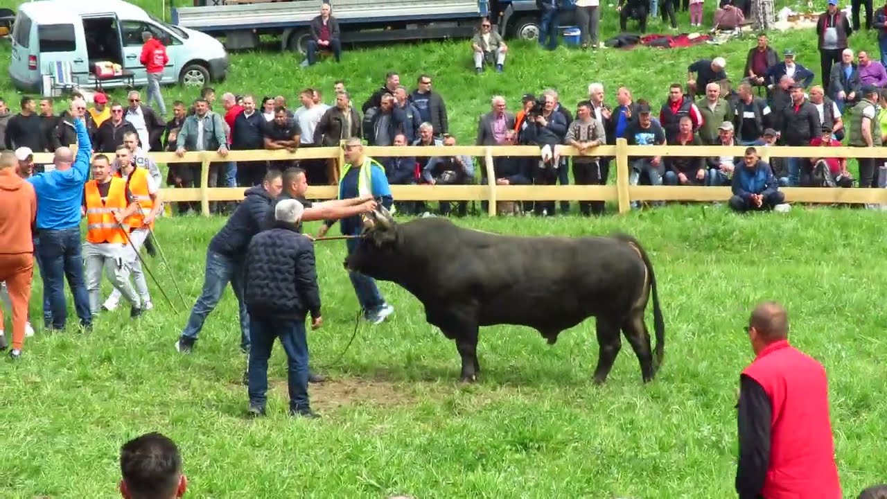 Jelenko od Muje Hrvačića vs Džeri od Nevresa i Merime Zorić  Omazići 2024
