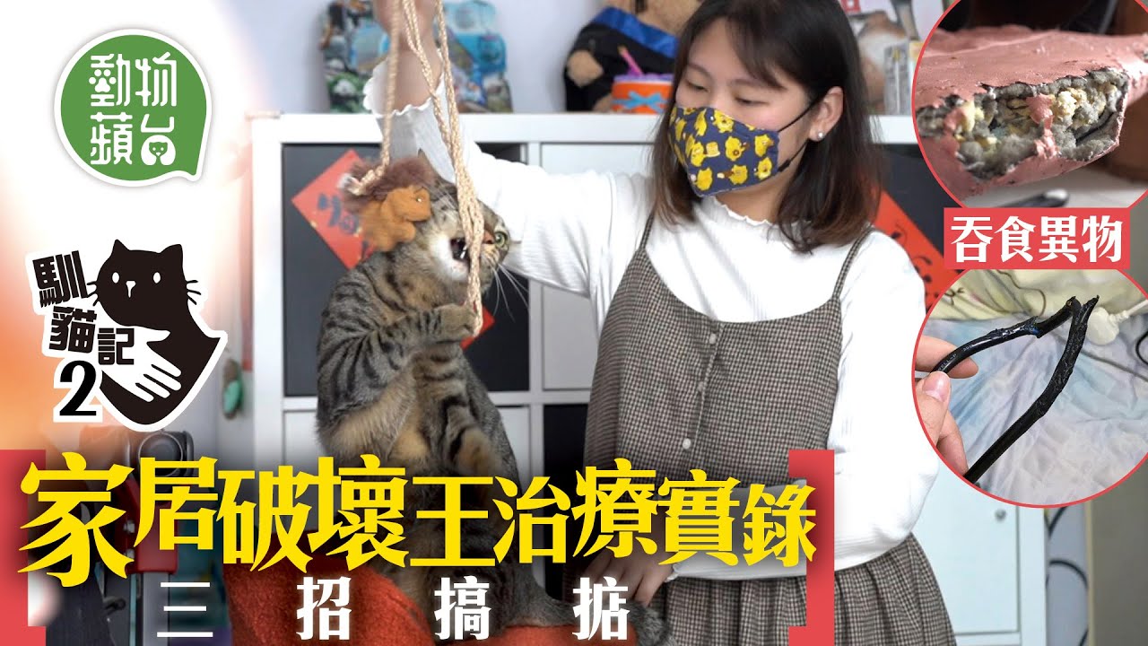 貓貓咬斷電線吞食地毯 治療師3招打救家居破壞王 因為幼貓過早脫離母貓照顧終致情緒病？#動物蘋台 #馴貓記─果籽 香港 Apple Daily─原刊日期：2021