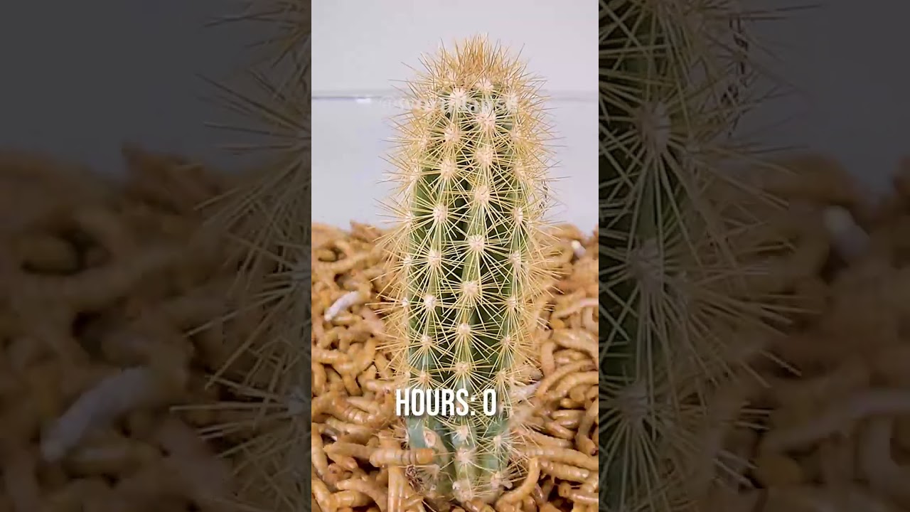 10 000 Mealworms vs. CACTUS