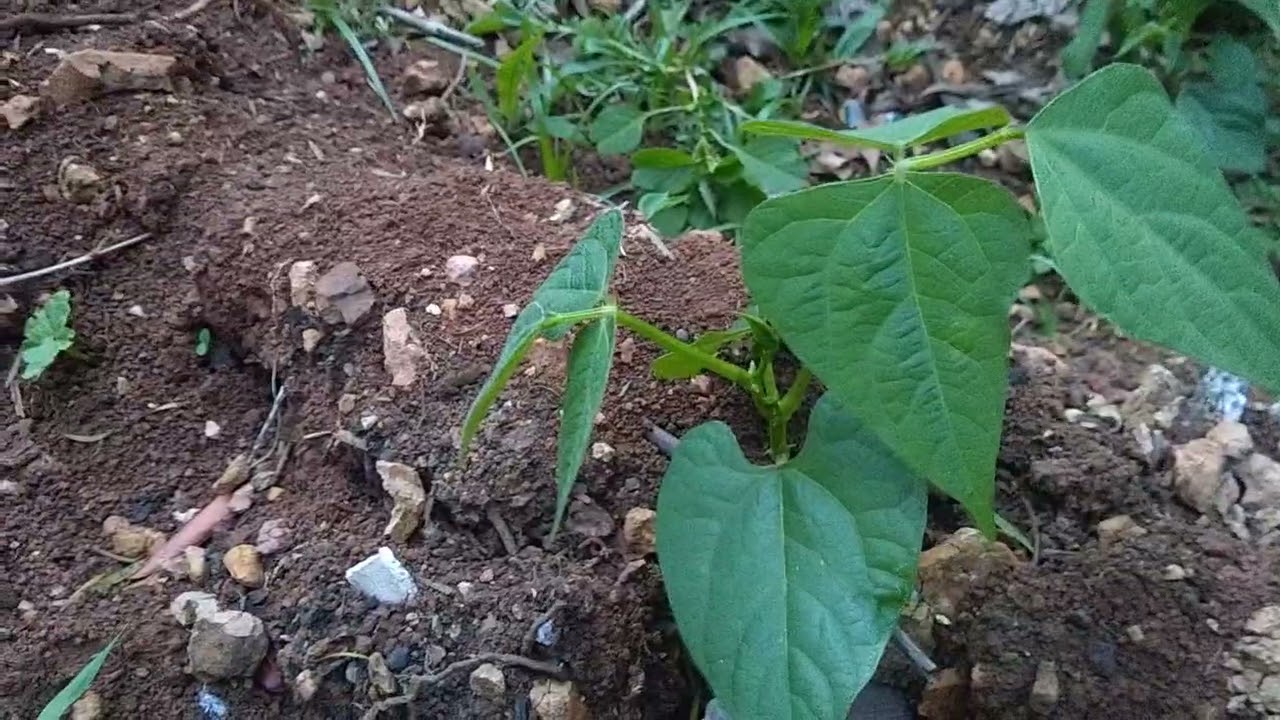 Diversidade da natureza capão alto sc 