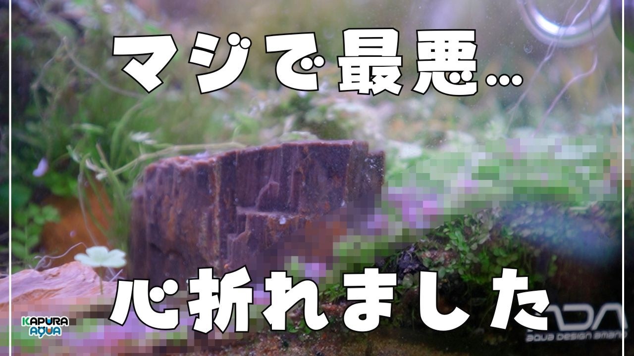 【完結】60cm水槽に湧いた虫をCO2で窒息駆除してみた結果が…壮絶すぎたので全記録を公開します【アクアリウム】水草レイアウト ブセファランドラ