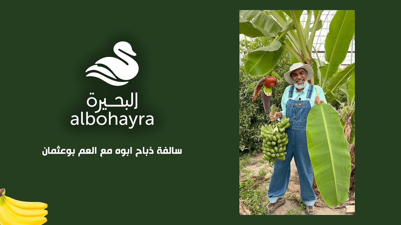 سالفة ذباح ابوه مع العم بوعثمان 🍌🌴 | Albohayra Farm