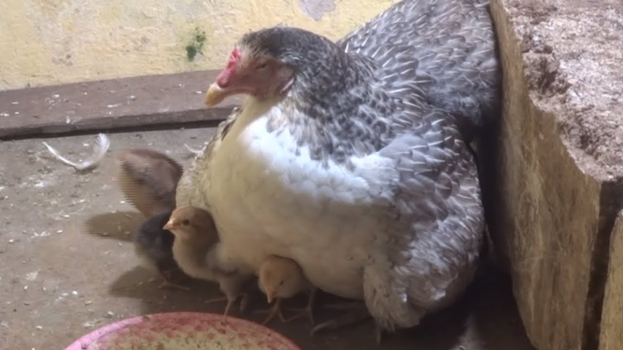 Baby Chicks react with Mother Hen Calling at Their Sleeping Time