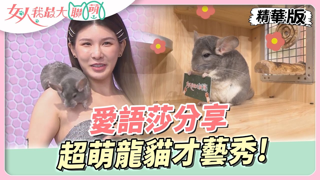 愛語莎分享 超萌龍貓才藝秀！雙手舉牌超可愛！  女人我最大 20230626