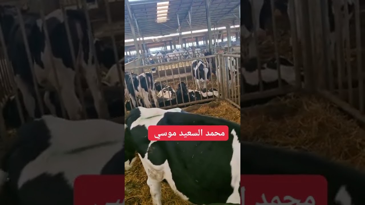 محمد السعيد موسى. وكلام مهم عن الحمى القلاعيه