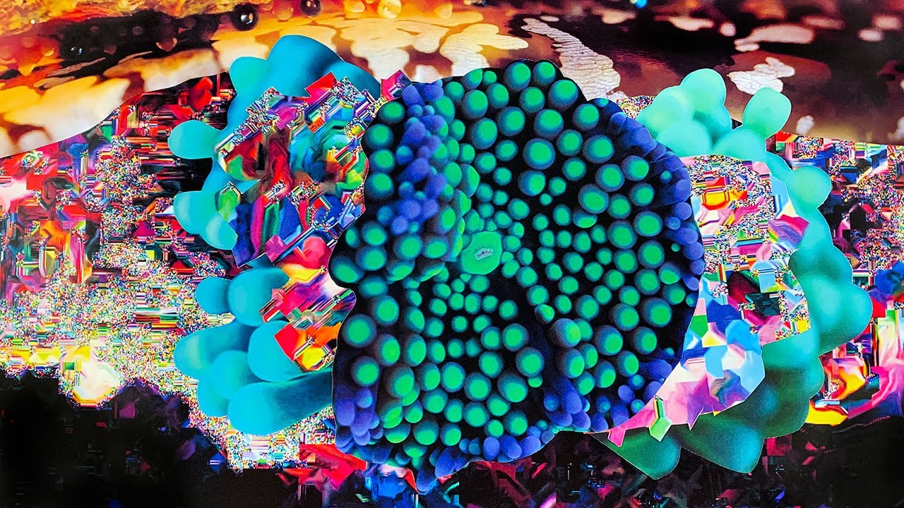 Natural History Redux - Coral Morphologic (Official Film)