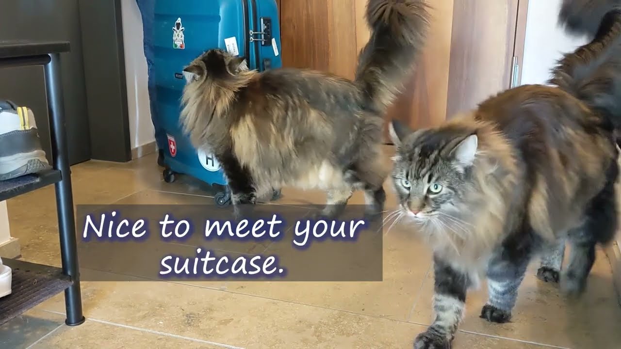 My Cats Welcoming a Human Guest | Norwegian Forest Cats