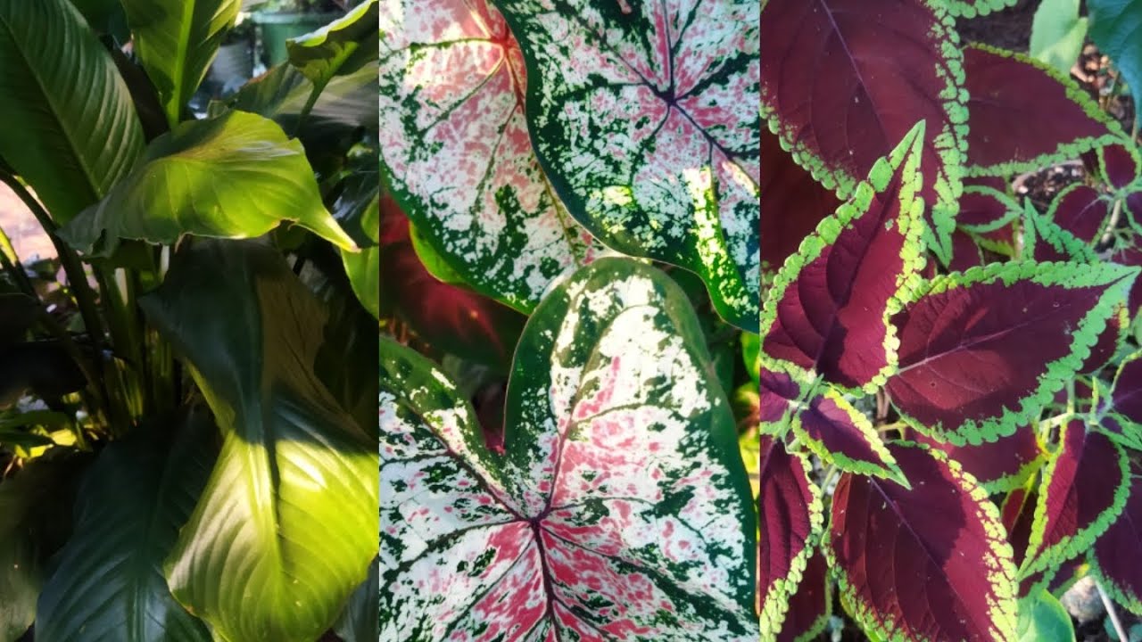 #Hoje Vamos Ver as  plantas 🌾🥀 do quintal  do Rancho 🏡🪴🌹