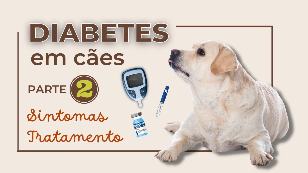Quais são os sintomas de diabetes em cães e quais exames são necessários para diagnosticar.