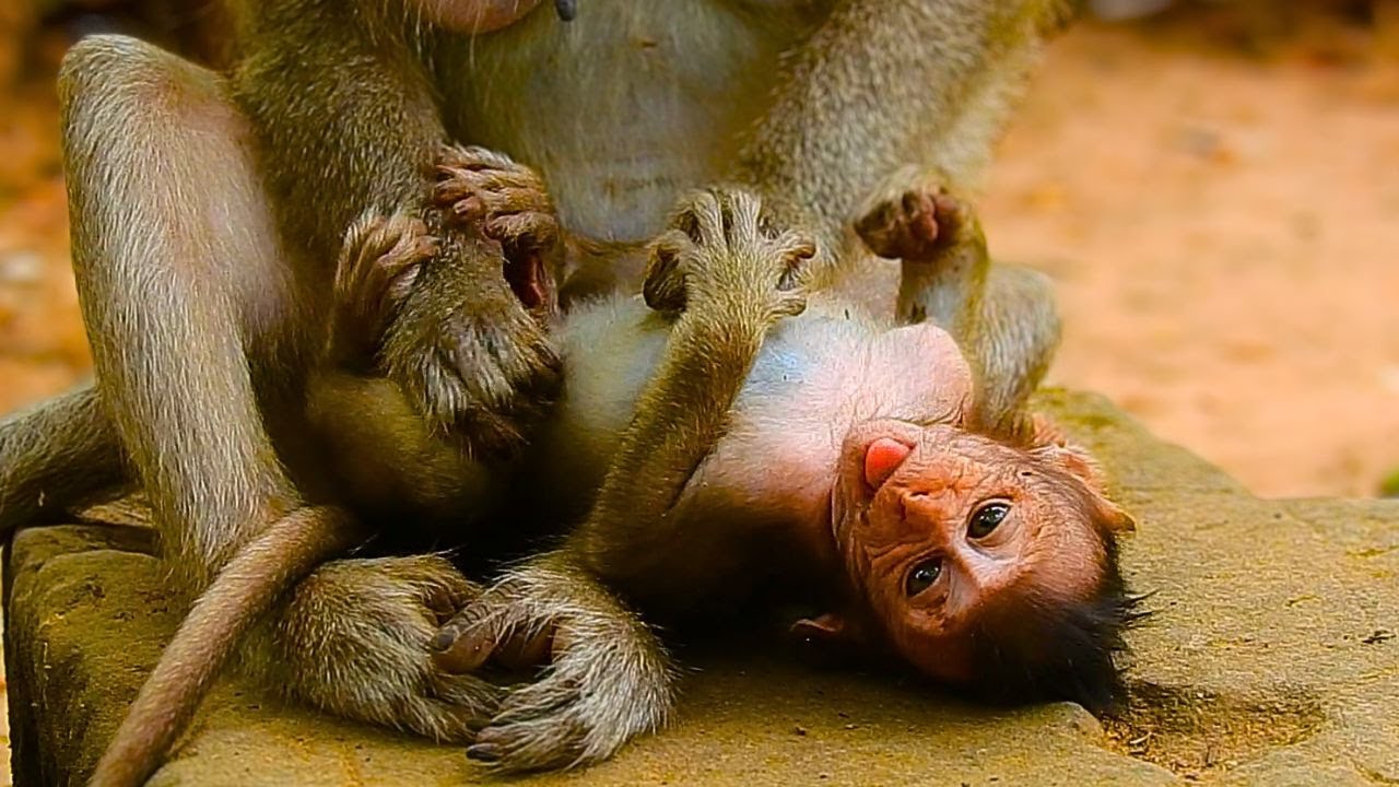 Adorable Baby Monkey