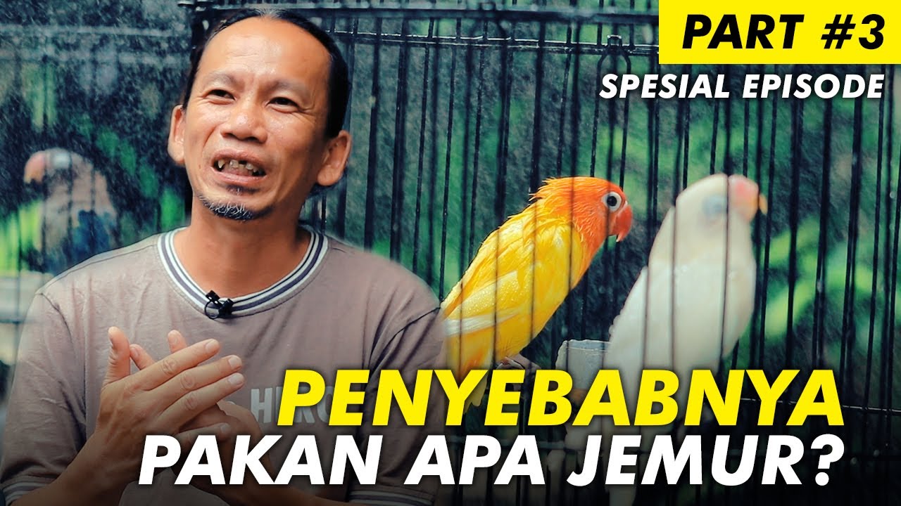 Sekolah Burung #12: Penyebab Rusaknya Lovebird Dari Pakan Apa Jemur? | Part #3