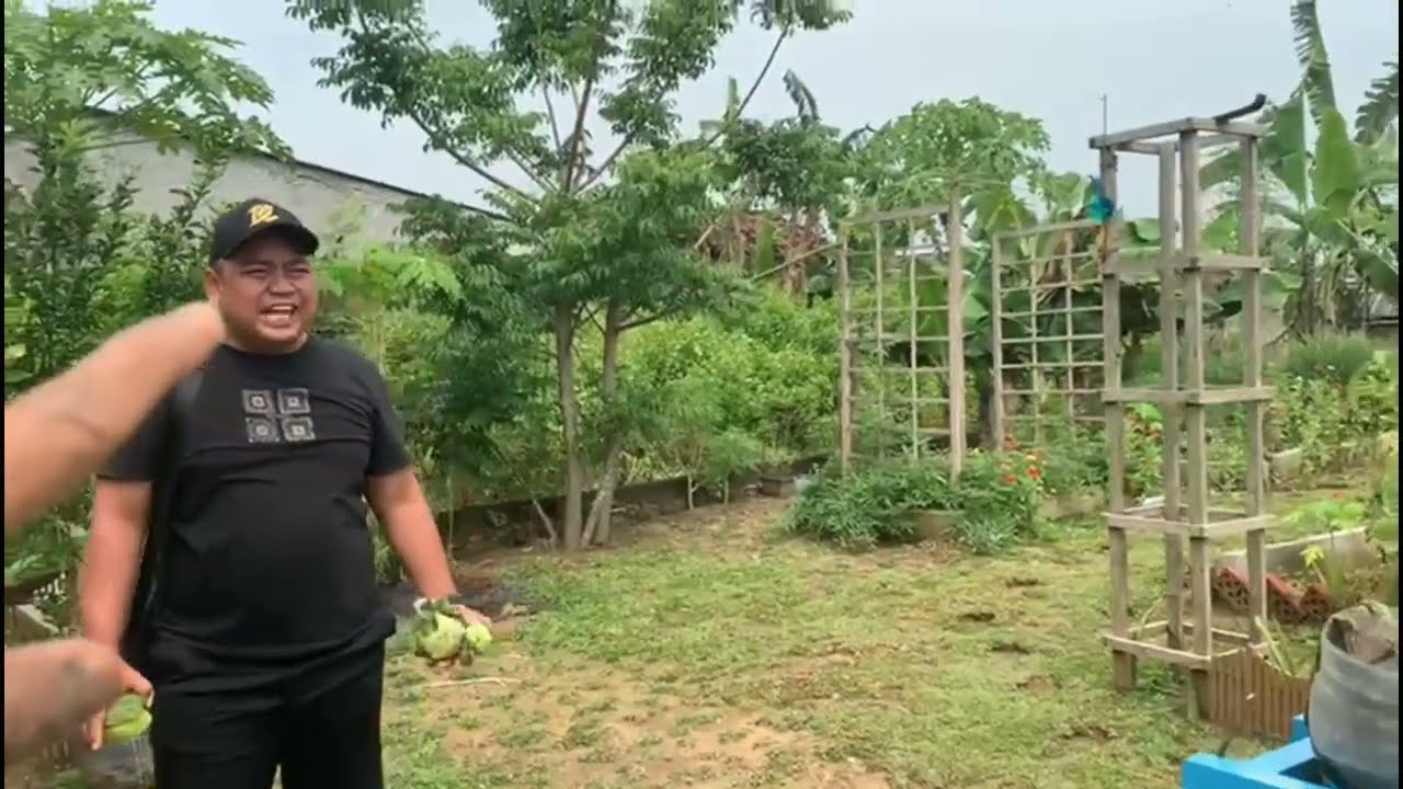 Berkebun di belakang rumah kedatangan tamu bos PT pomigo mencicipi buah di kebun belakang rumah 