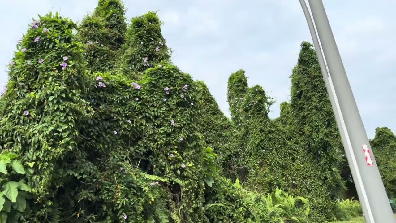 [Virtual walk] Media circle to Geneo garden