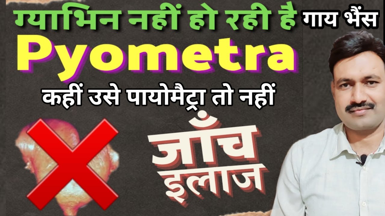 Buffalo Cow Pregnant nahi ho rahi hai / Pyometra in Cattle         Ramawat