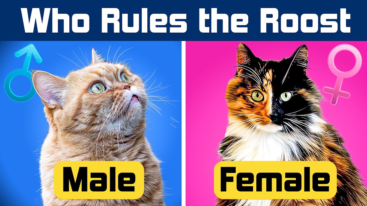 The Major Differences Between MALE and FEMALE Cats