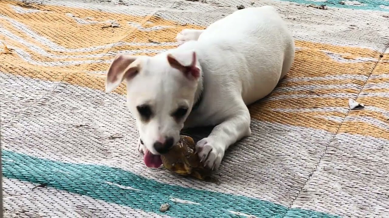 Timmy is so happy with his new bone. Charming Pet Rescue 