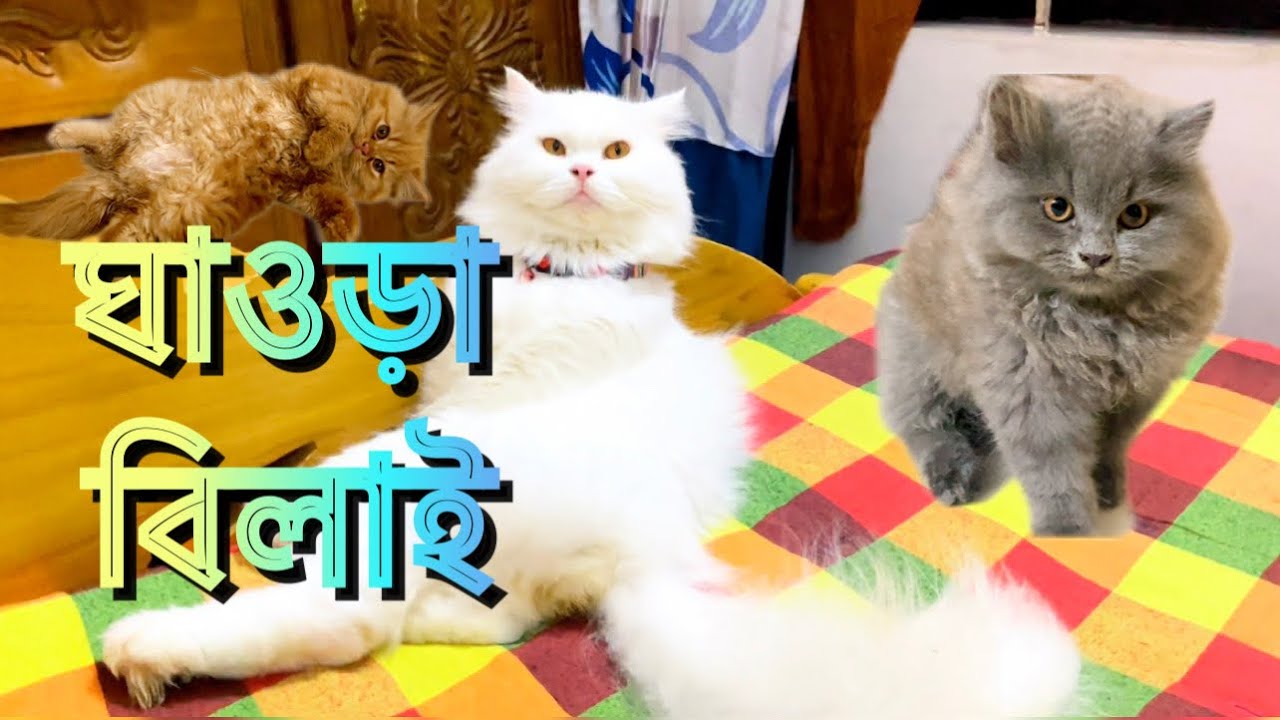 আমার মা নামাজে দারালে তারা কি করে দেখেন ॥ এদের দিয়ে আর পারিনা #cat #catlover