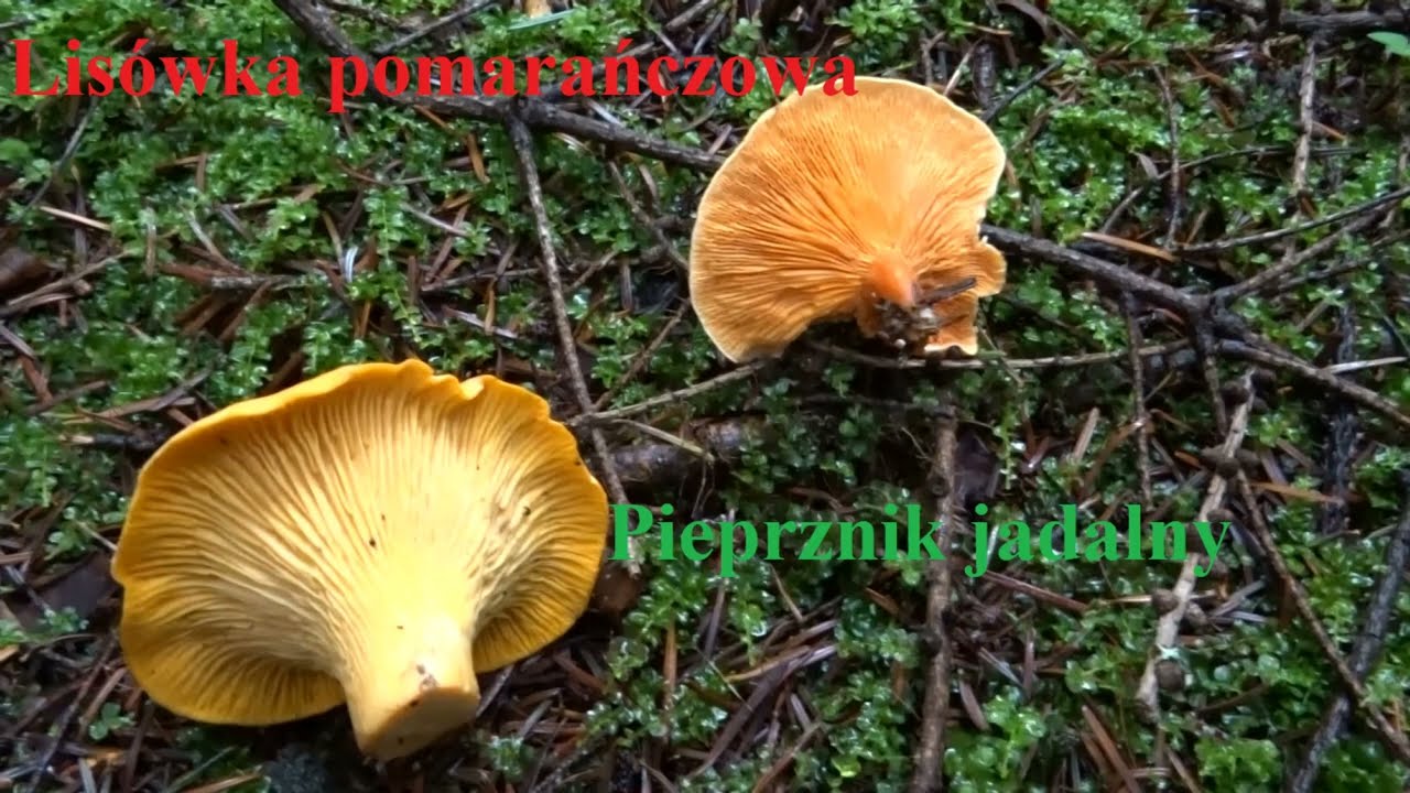 Pieprznik jadalny (Cantharellus cibarius) i Lis&oacute;wka pomarańczowa (Hygrophoropsis aurantiaca)