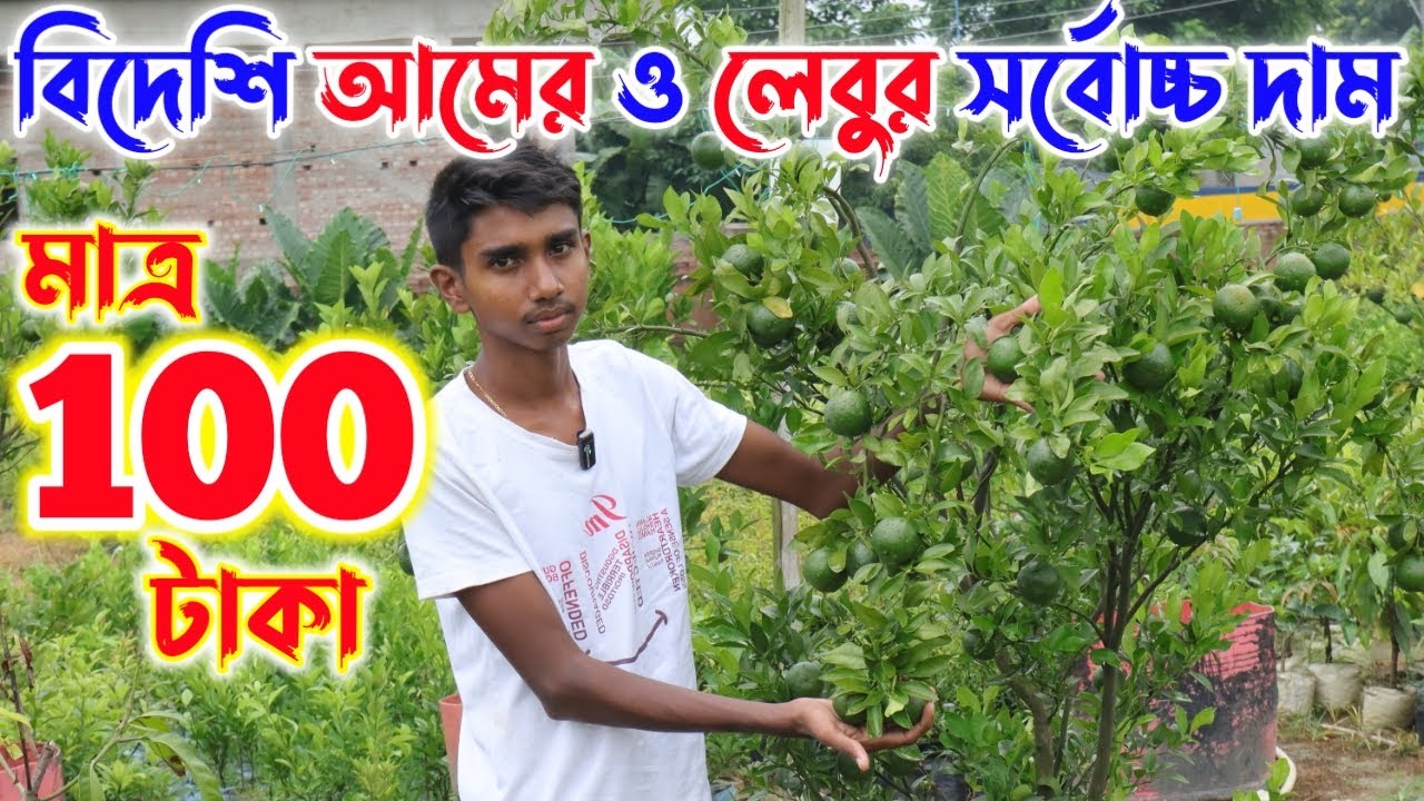 সব থেকে কম দামি সঠিক ভ্যারাইটির আম লেবু ও সমস্ত ফলের গাছ পাবেন মা জবা নার্সারি তে | Maa Jaba Nursery