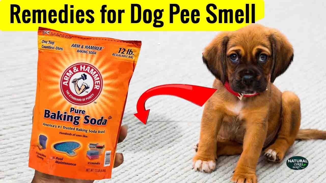 How to Get Dog Pee Smell Out of Carpet | Carpet Cleaner