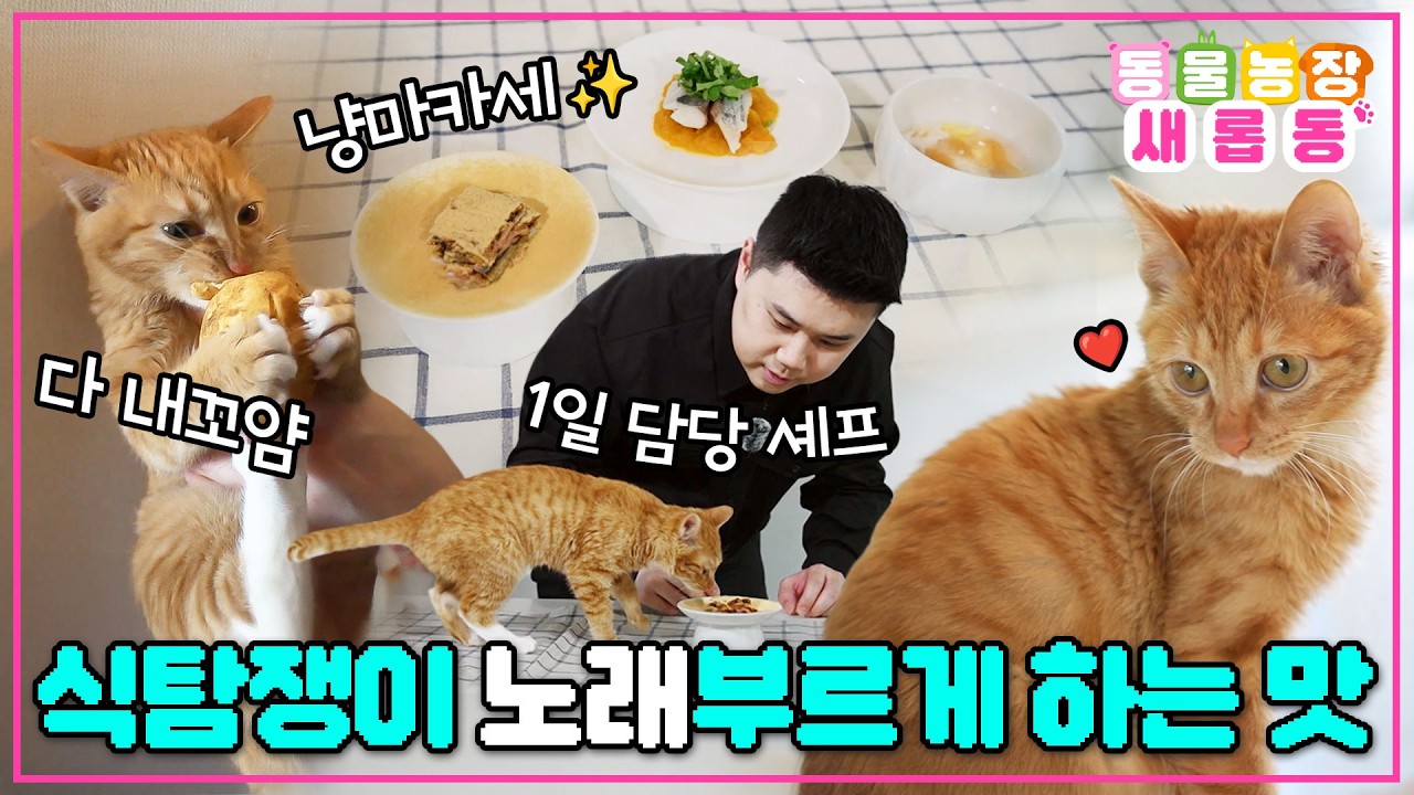 [#새롭동물농장] 식탐 고양이 노래 입맛 저격 성공! 권성준 셰프의 냥마카세 3코스🍽️/ EP.1262 #TV동물농장 #AnimalFarm #SBSstory