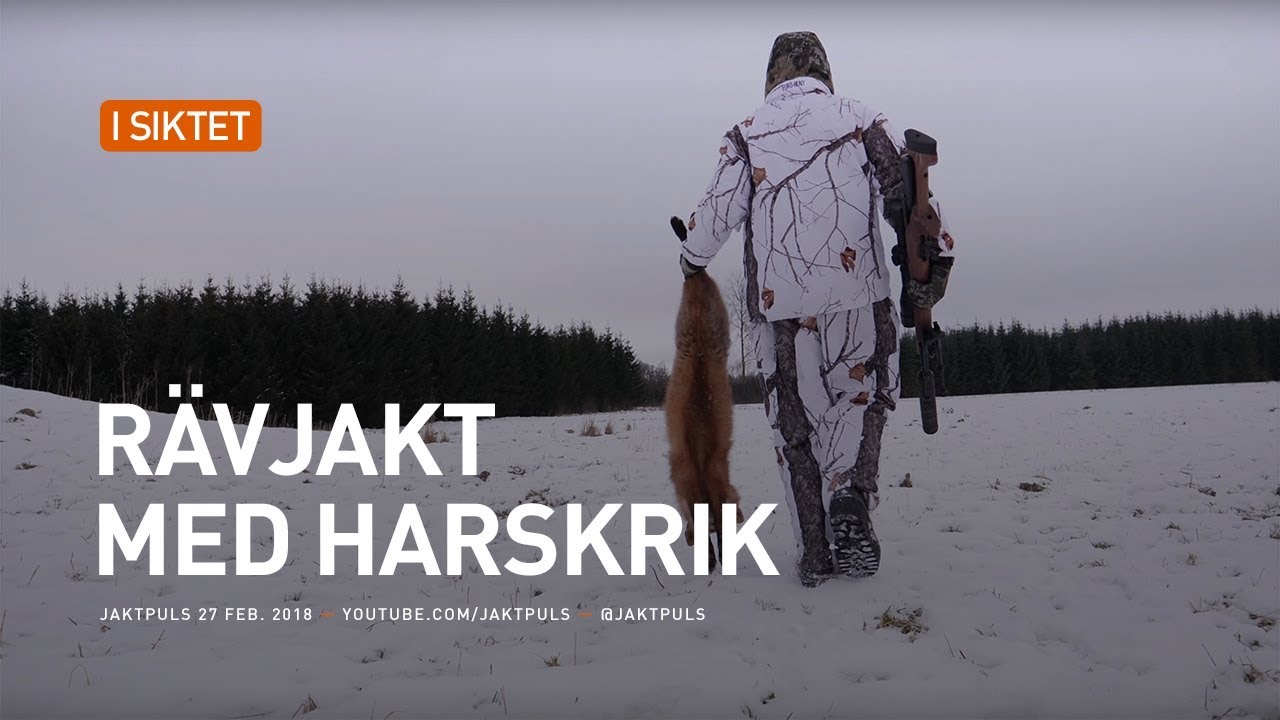Rävjakt med harskrik