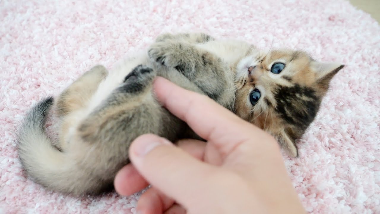 Everyone wants to touch the kitten's perfectly round belly