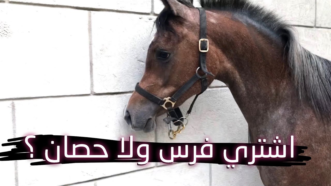 اشتري حصان ولا فرس ؟ فلوسي ماتكفي اخذ مهر صغير ؟!