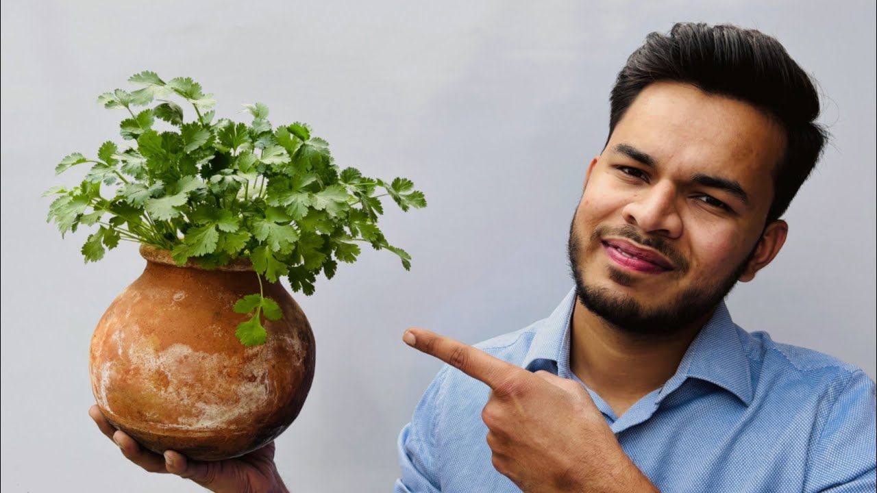 How to Grow Lush Green Coriander/Dhaniya In a Matka - A Traditional Method🌱