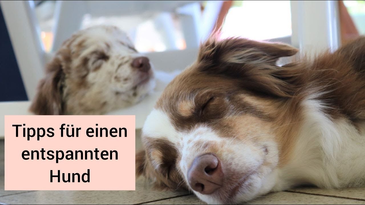 Hundetraining: Hund zu Hause Ruhe beibringen | Tipps, damit der Hund zu Hause besser entspannen kann