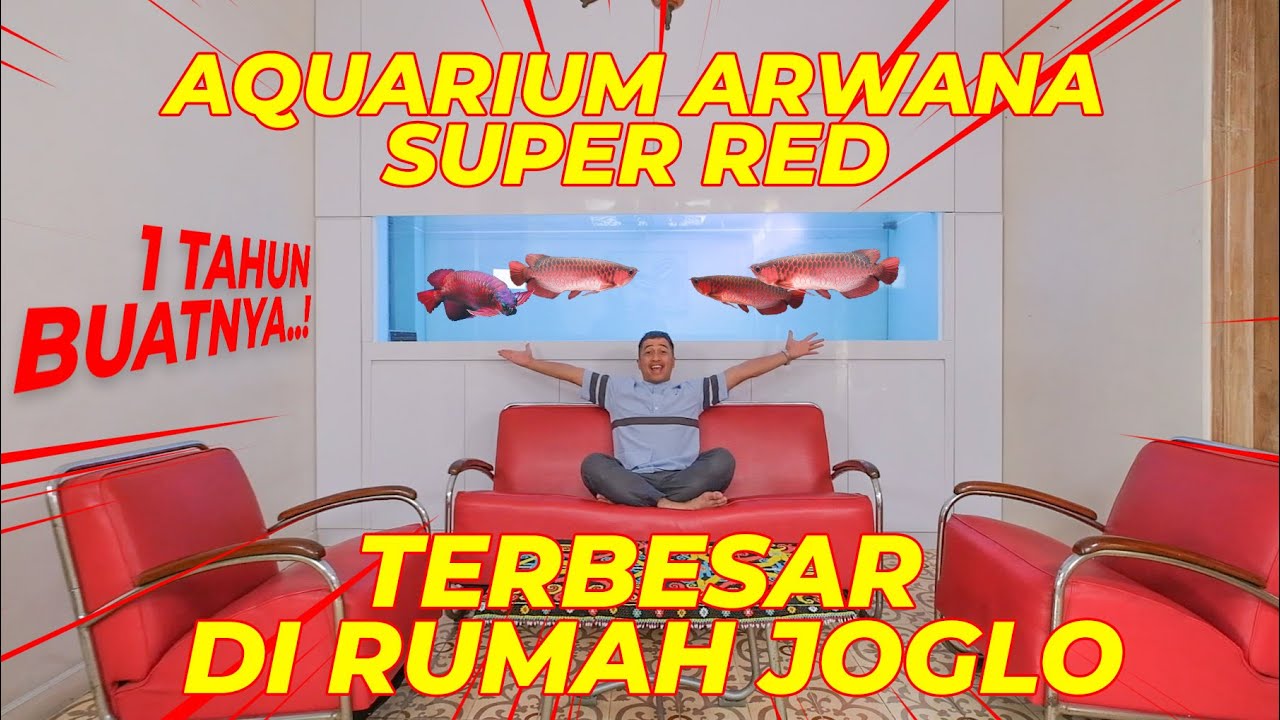 BIKIN AQUARIUM ARWANA SUPER RED TERBESAR DI RUMAH JOGLO..!