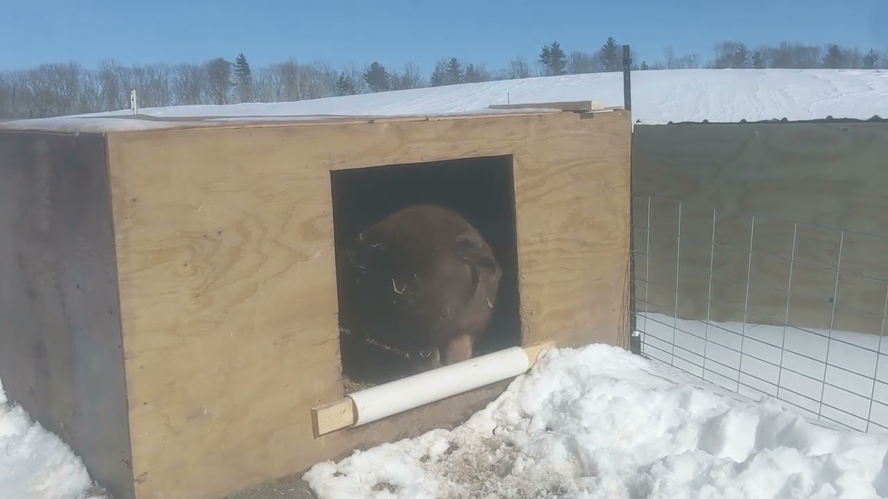 Outdoor farrowing in cold and snowy conditions.