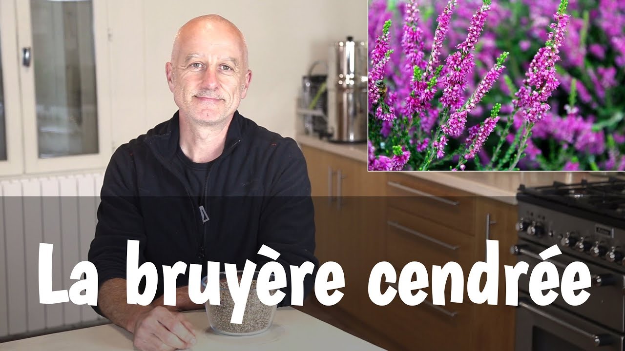 Bruyère