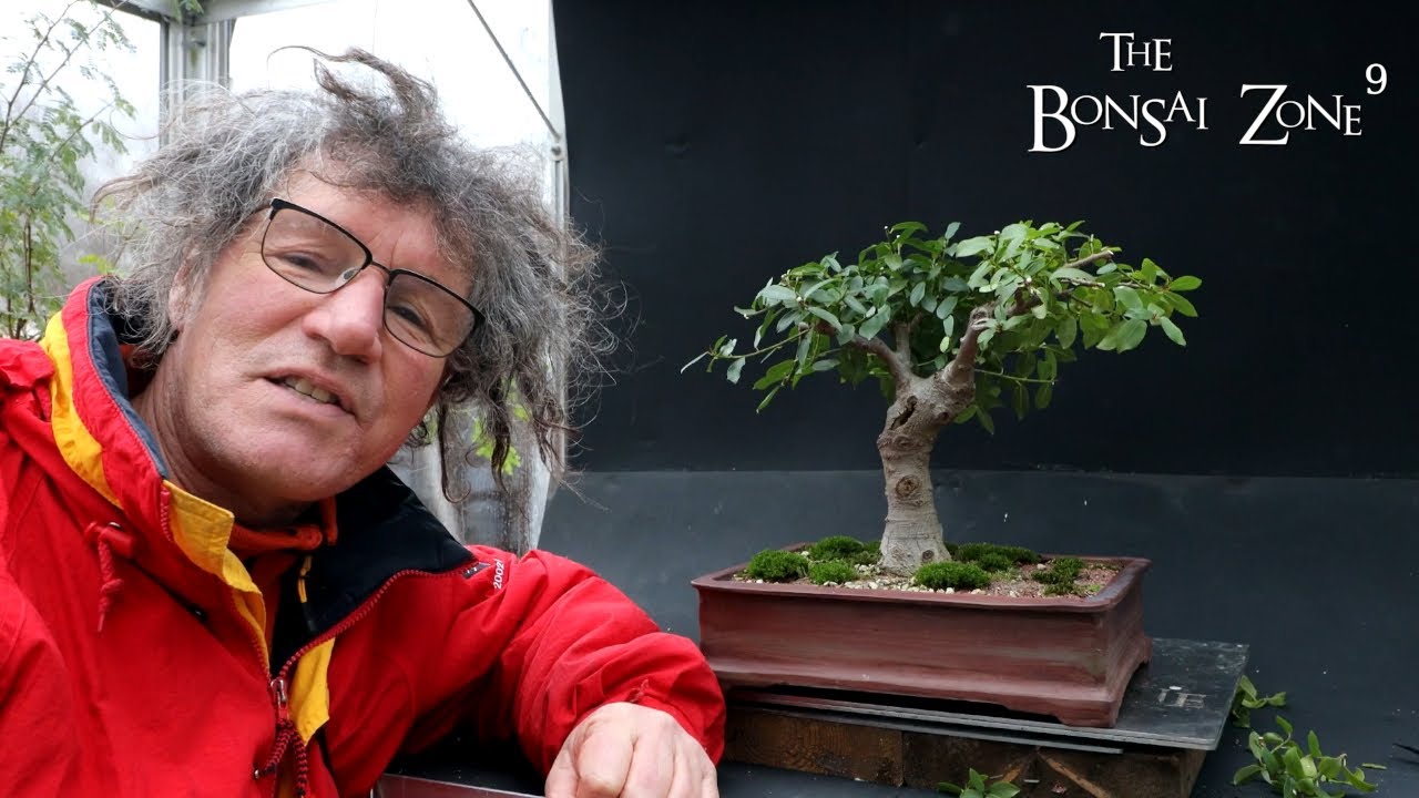 Pruning My Natal Ficus, The Bonsai Zone, Nov 2022