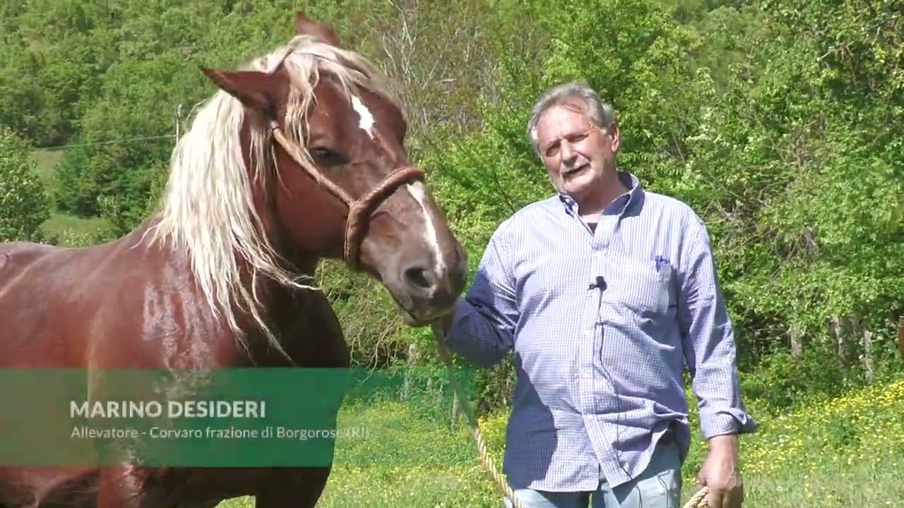 Le razze equine del Lazio - Video 2 - Arsial per la biodiversità