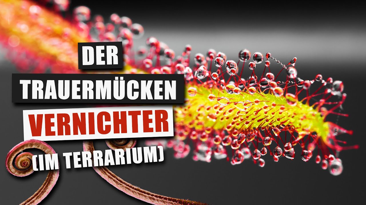Drosera adelae - Fleischfresser für's Terrarium | Pflanzen-Portrait