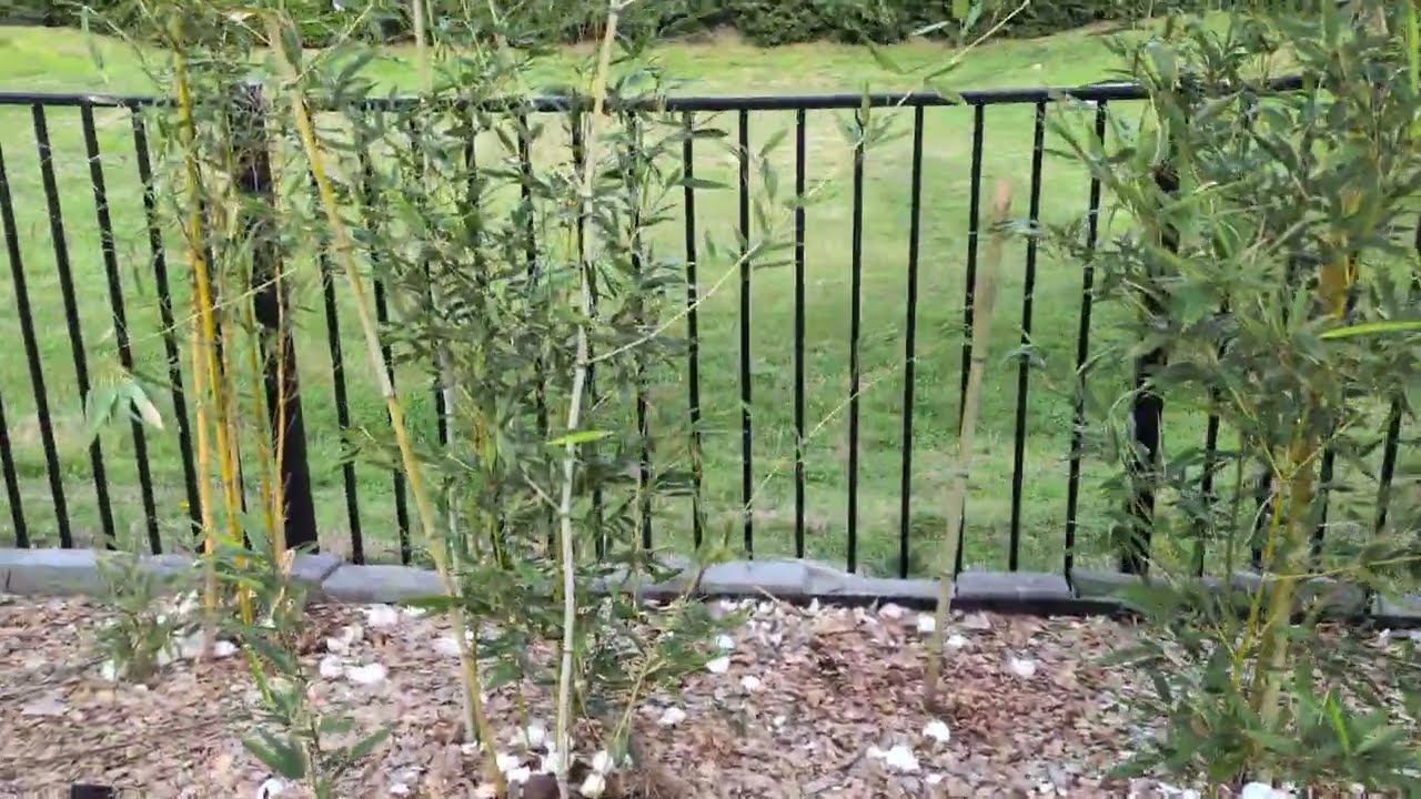 Backyard Bamboo Update (After 1 Year) Before Growing Season