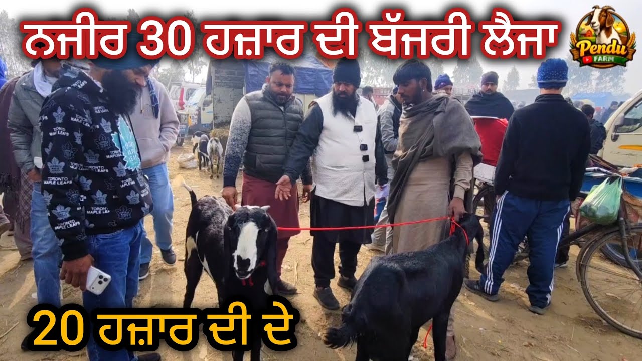 ਨਜ਼ੀਰ 30 ਹਜ਼ਾਰ ਦੀ ਬੱਕਰੀ ਲੈਜਾ Mullanpur Bakra Mandi #rajudirba #goatfarming #farming #najir #goatfarm